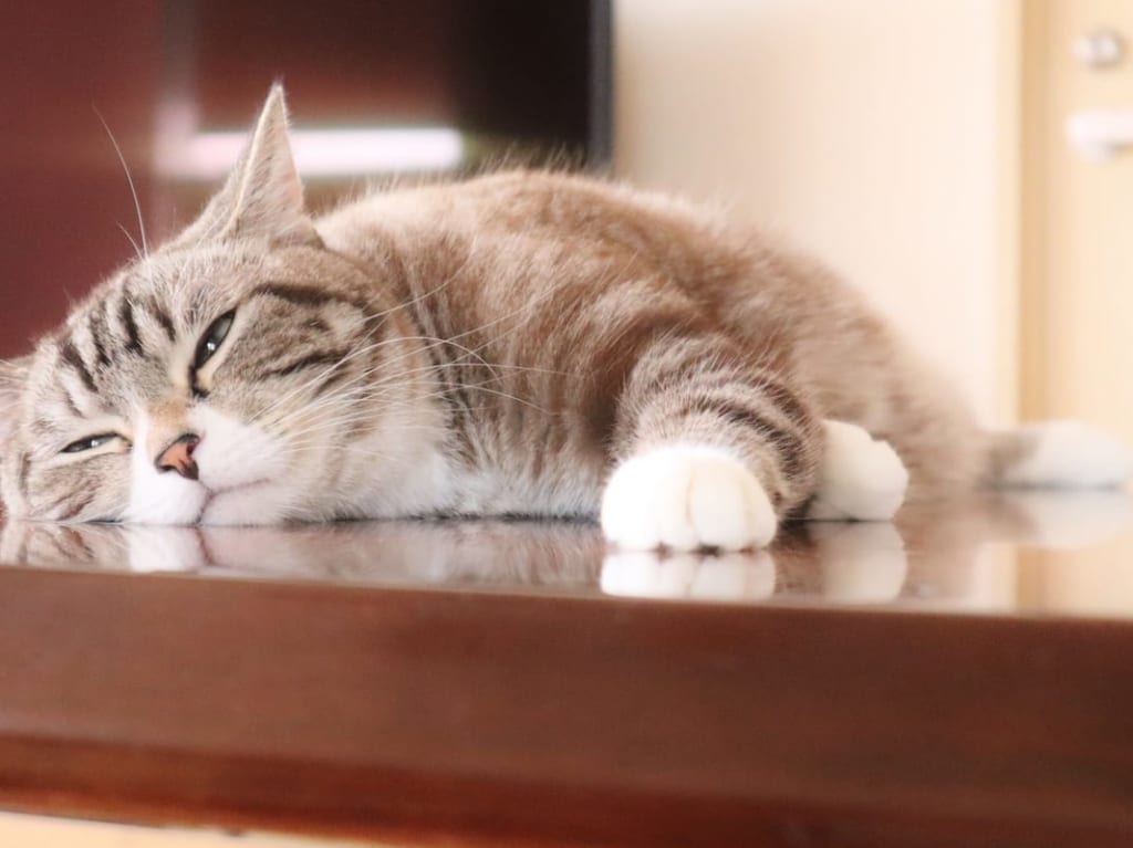 猫