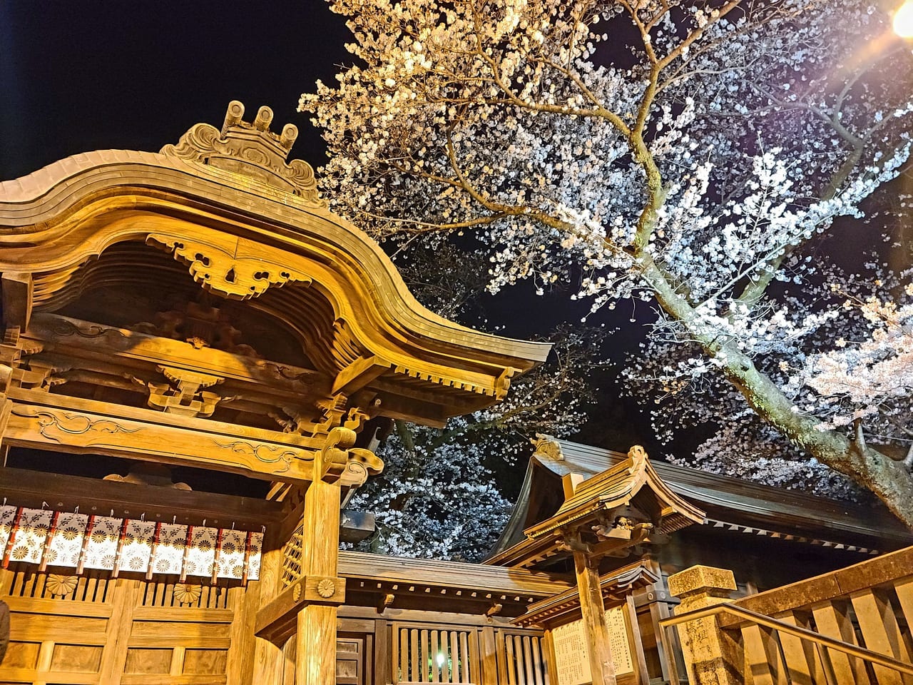 二荒山神社の桜2