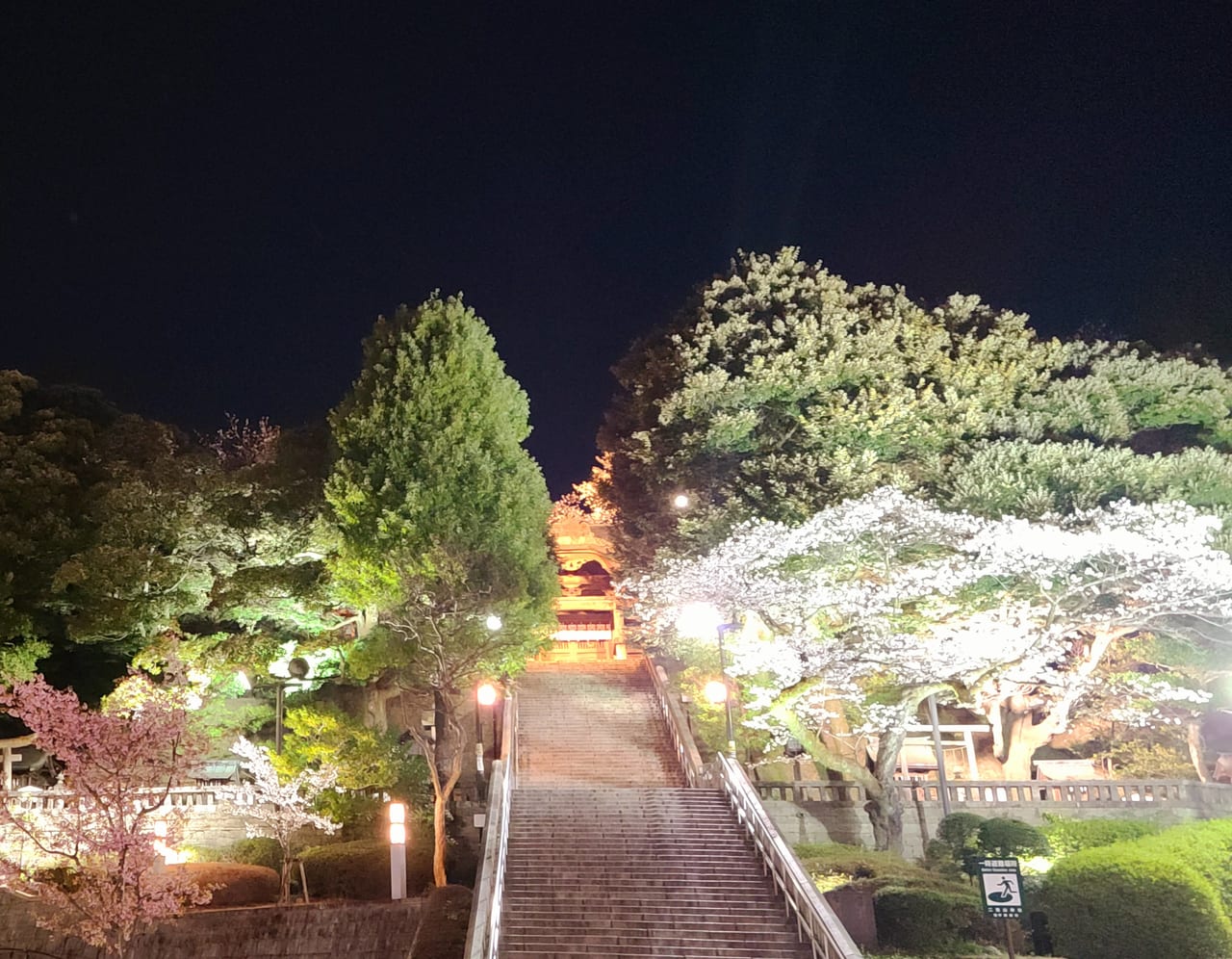 宇都宮市 宇都宮二荒山神社がライトアップ 幻想的な桜が夜空に浮かぶ 3 27 4 11まで 号外net 宇都宮市