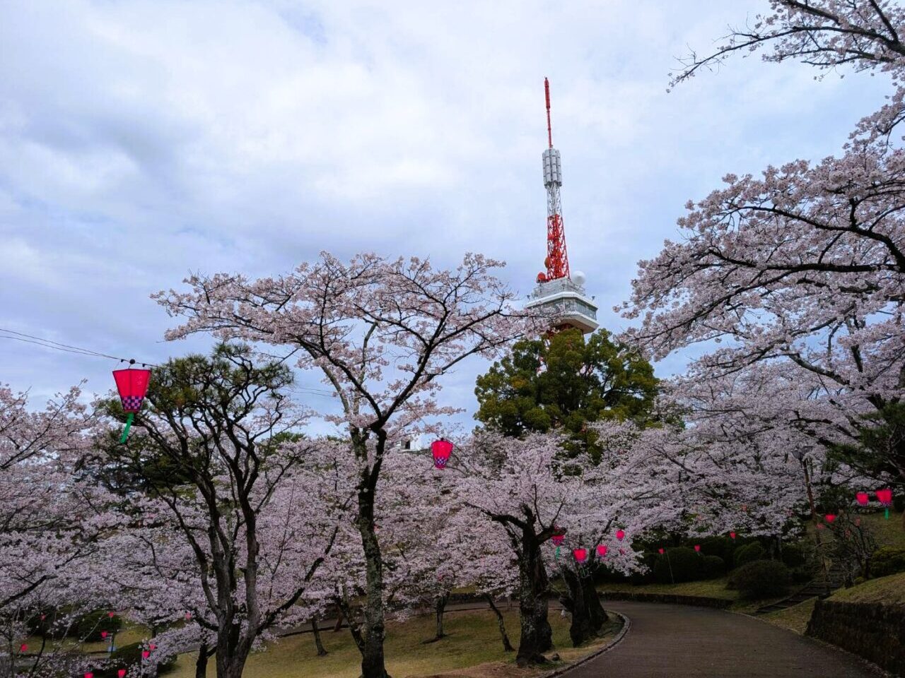 満開の桜並木と、その奥にそびえ立つ宇都宮タワー。